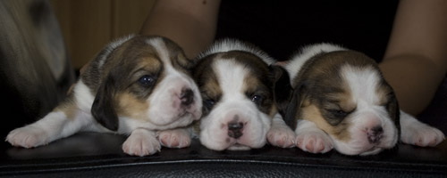 Drei Beaglewelpen auf dem Sessel